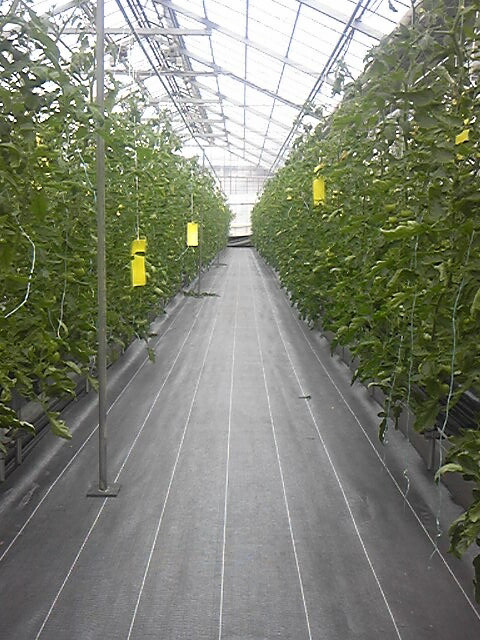 楽天市場】タフ型プランター 18型 4個セット スノコ8枚付き 業者様限定