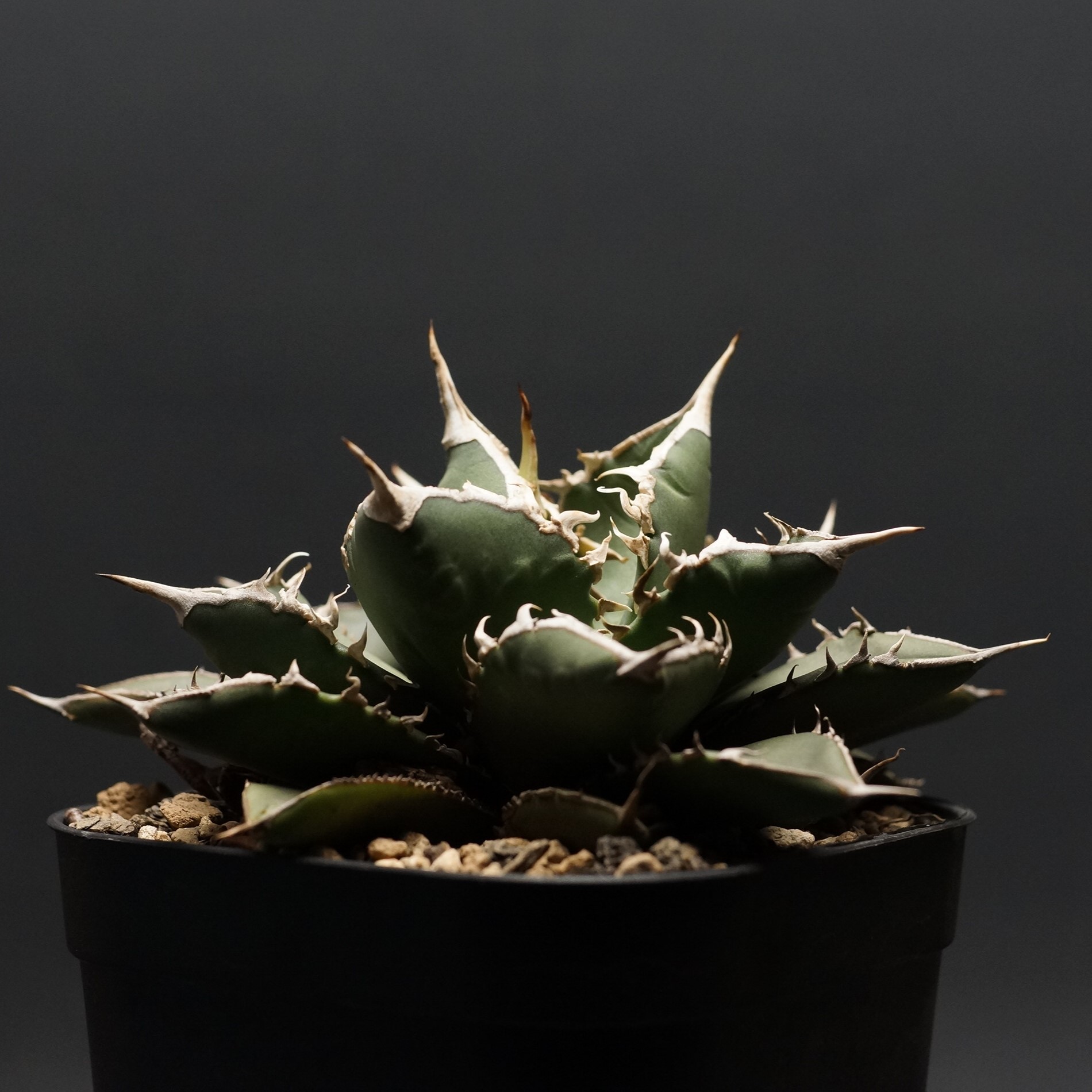 楽天市場】【現品】アガベ グレートホワイトシャーク 6号鉢植え【産直