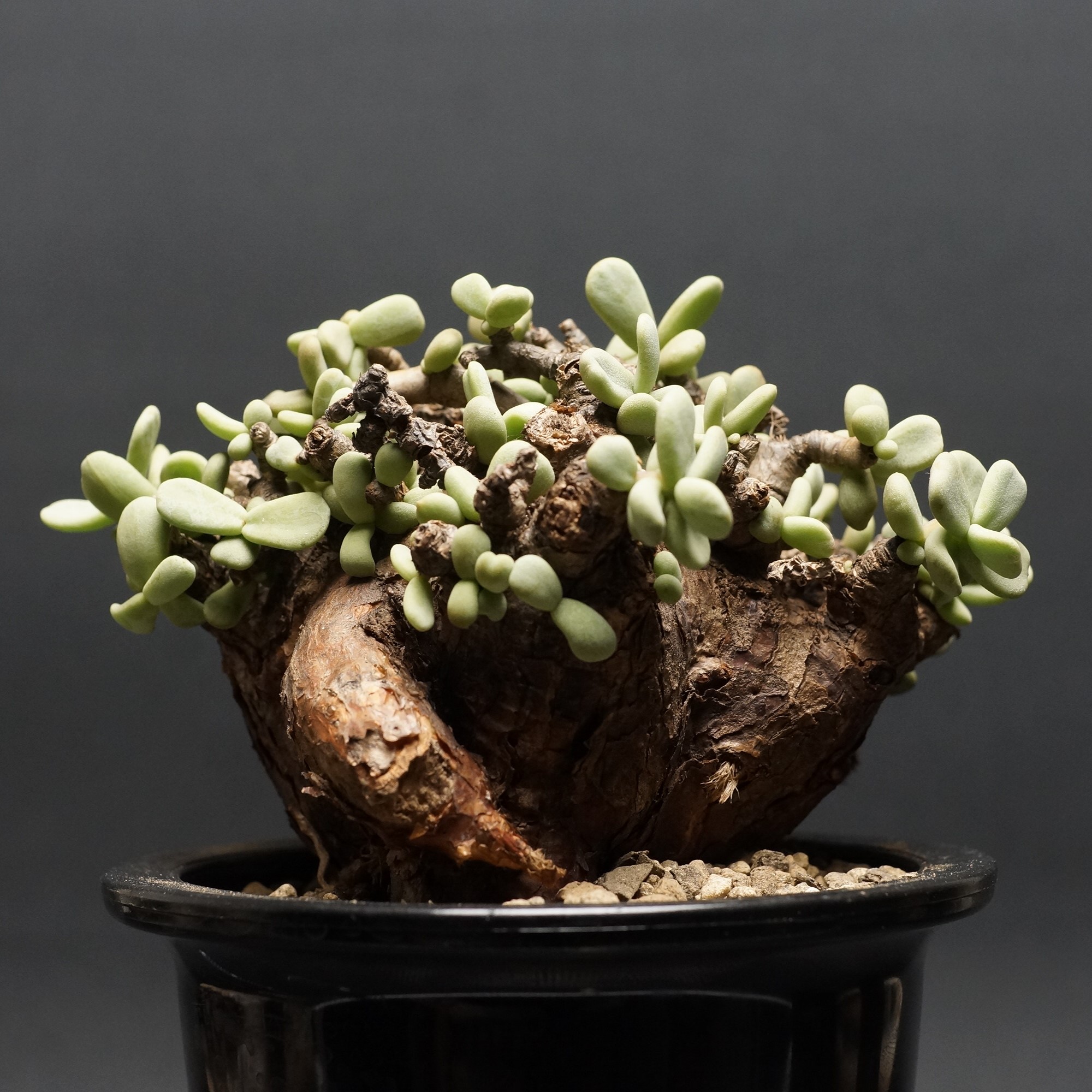 ち*ぱ様 ケラリア ピグマエア現地球 大株 アフリカ直輸入 21PC 【公式