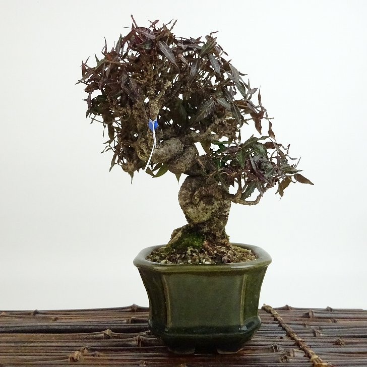 楽天市場】盆栽 縮緬葛 樹高 約16cm ちりめんかずら tirimenkazura