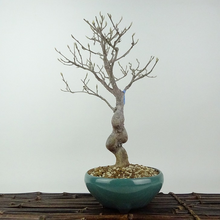 植木 盆栽 ヒメシャラ」の人気商品一覧 | 安い商品を通販サイトから