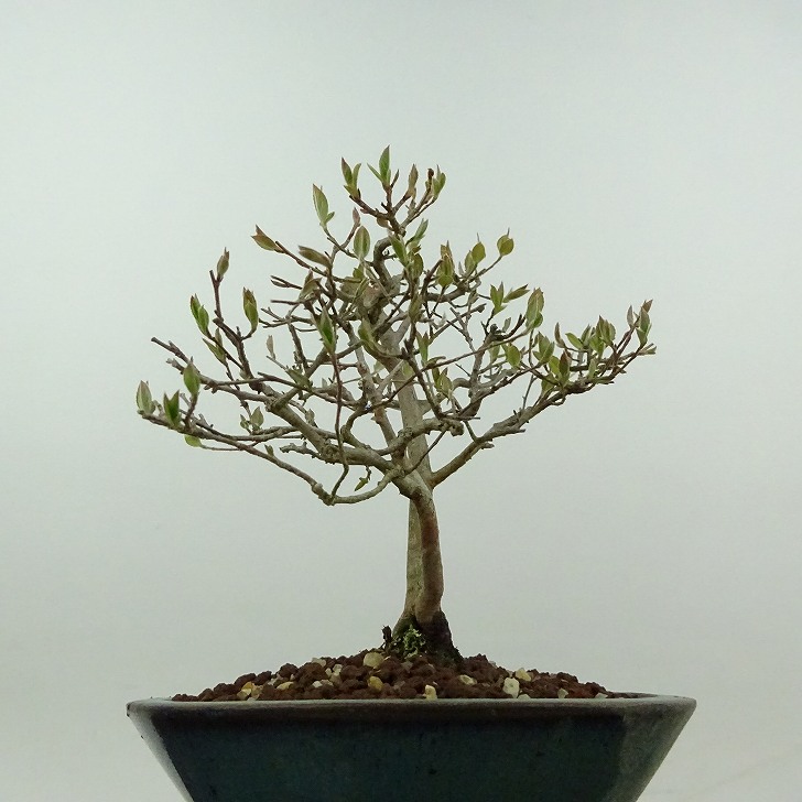 楽天市場】盆栽 姫沙羅 樹高 約16cm ひめしゃら Stewartia monadelpha