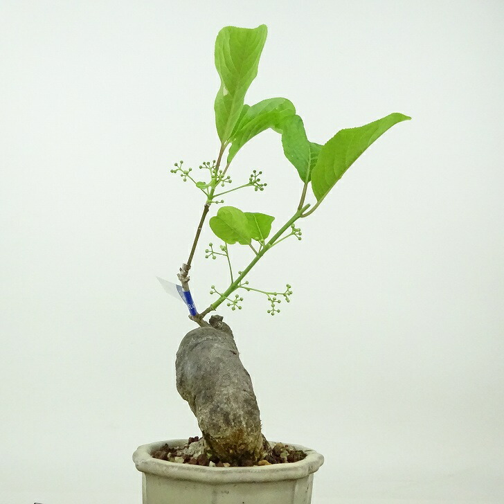 楽天市場】盆栽 真弓 樹高 約18cm まゆみ Euonymus sieboldianus