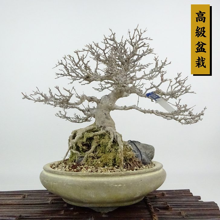 盆栽 石 付き」の人気商品一覧 | 安い商品を通販サイトから探す - 価格.com