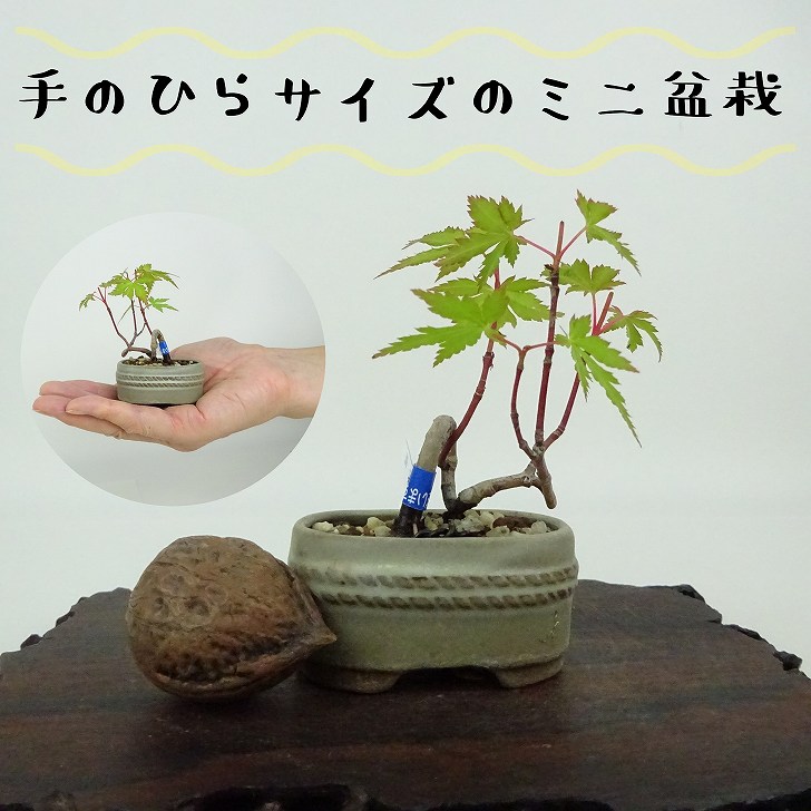 楽天市場】盆栽 紅葉 ミニ盆栽 樹高 約6cm もみじ Acer palmatum