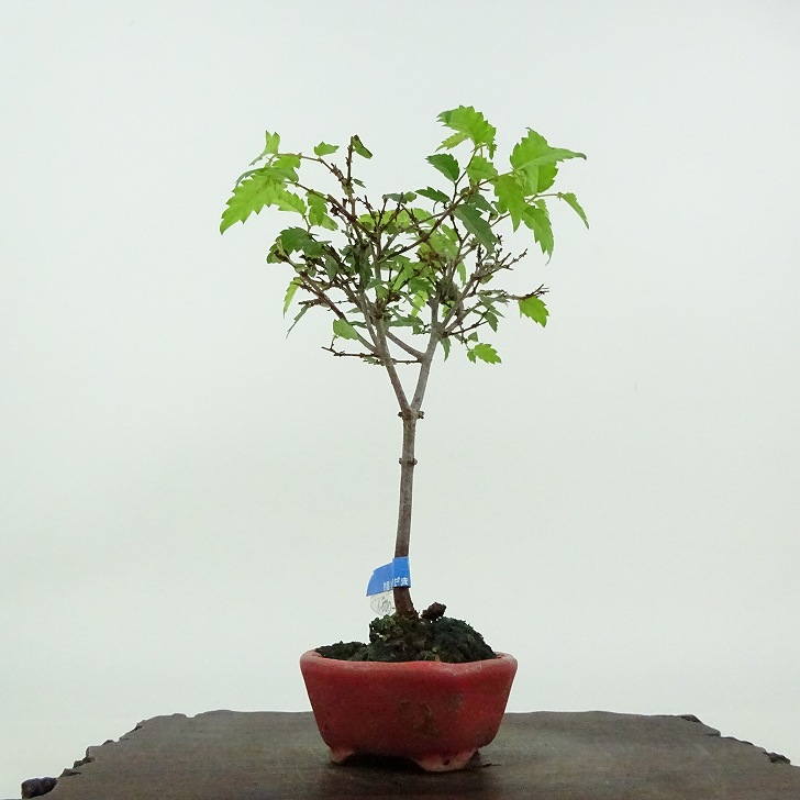 楽天市場】盆栽 欅 ミニ盆栽 樹高 約13cm けやき Zelkova serrata
