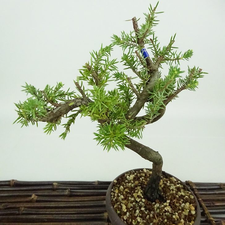楽天市場】盆栽 松 杜松 樹高 約19cm としょう Juniperus rigida