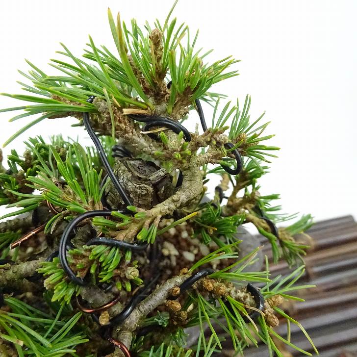 楽天市場】盆栽 松 五葉松 福娘 樹高 約8cm ごようまつ Pinus