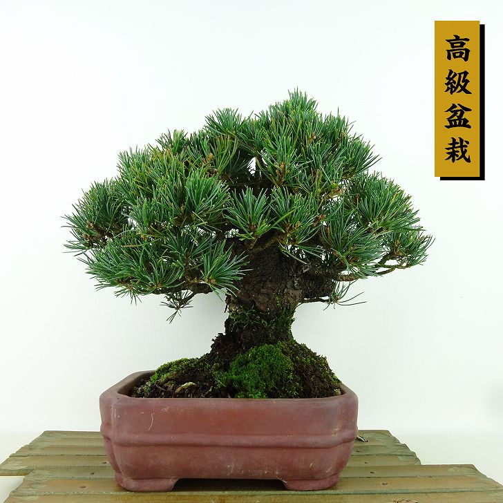 楽天市場】盆栽 松 五葉松 樹高 約19cm ごようまつ 高級盆栽 Pinus