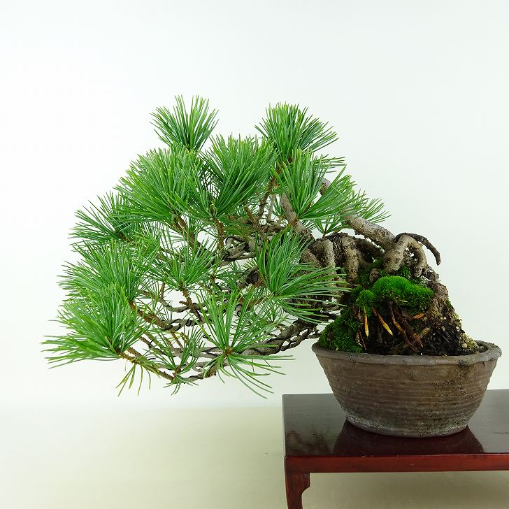 楽天市場】盆栽 松 五葉松 樹高 上下 約24cm ごようまつ Pinus