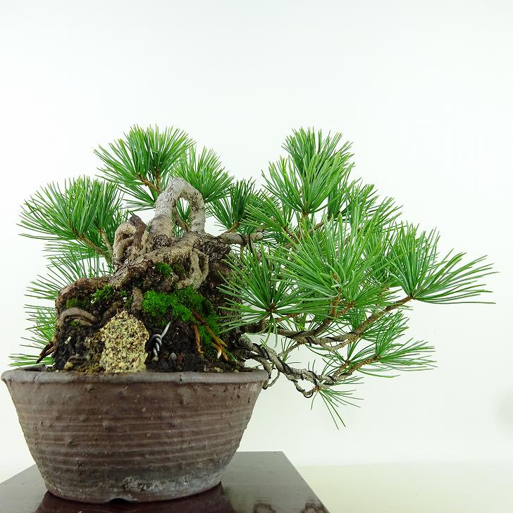 楽天市場】盆栽 松 五葉松 樹高 上下 約24cm ごようまつ Pinus