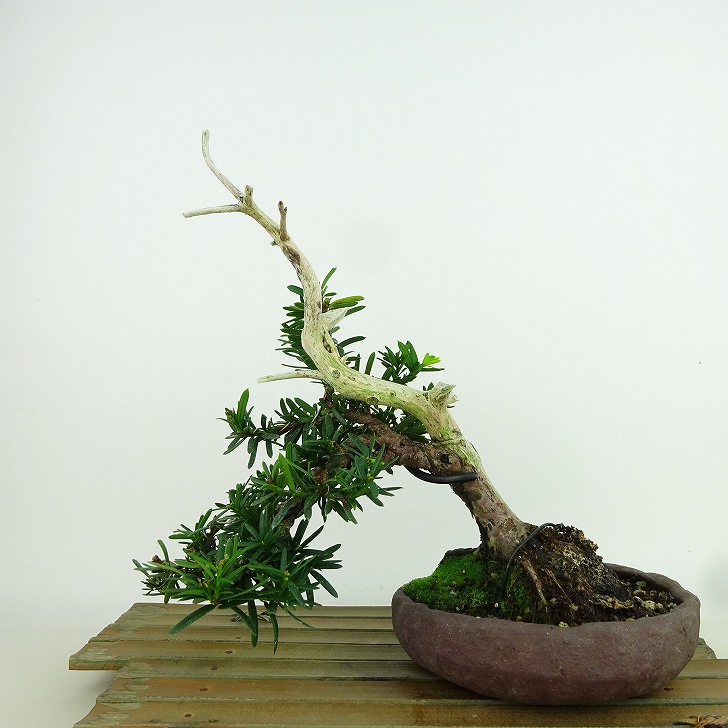 楽天市場】盆栽 一位 樹高 上下 約19cm いちい Taxus cuspidata イチイ