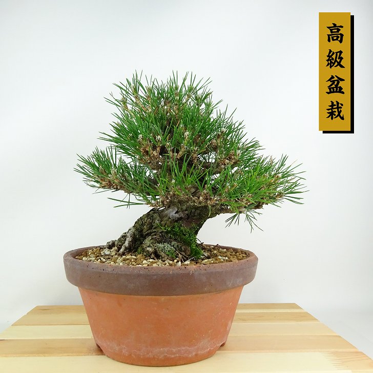 楽天市場】盆栽 松 黒松 樹高 約20cm くろまつ 高級盆栽 Pinus