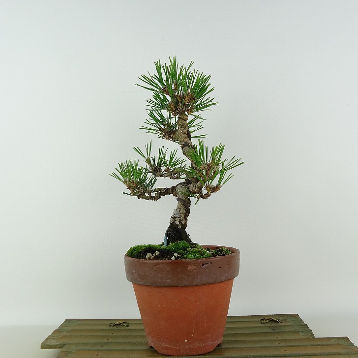 楽天市場】盆栽 松 黒松 樹高 約23cm くろまつ Pinus thunbergii