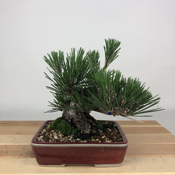 楽天市場】盆栽 松 黒松 樹高 約15cm くろまつ Pinus thunbergii