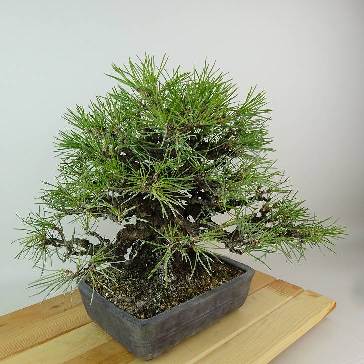 楽天市場】盆栽 松 黒松 樹高 約27cm くろまつ 高級盆栽 Pinus