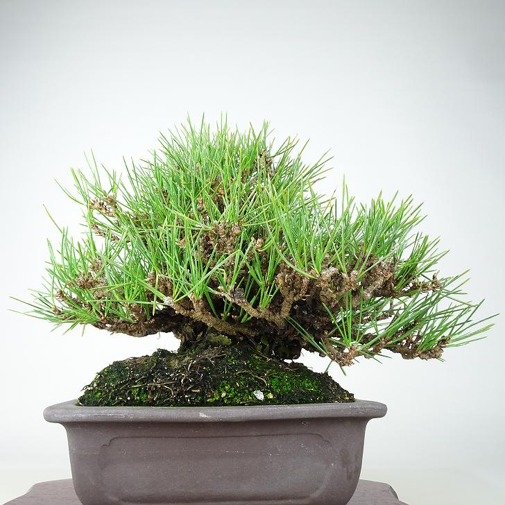 楽天市場】盆栽 松 黒松 瑞宝 樹高 約27cm くろまつ 高級盆栽 Pinus