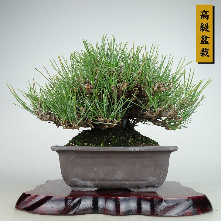 楽天市場】盆栽 松 黒松 瑞宝 樹高 約15cm くろまつ 高級盆栽 Pinus