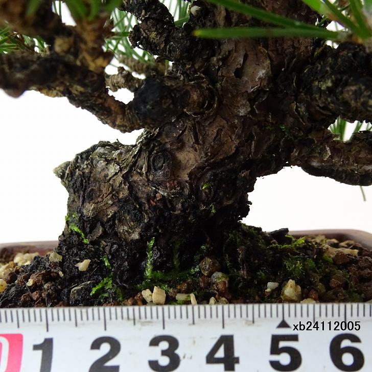 楽天市場】盆栽 松 黒松 樹高 約18cm くろまつ 高級盆栽 Pinus