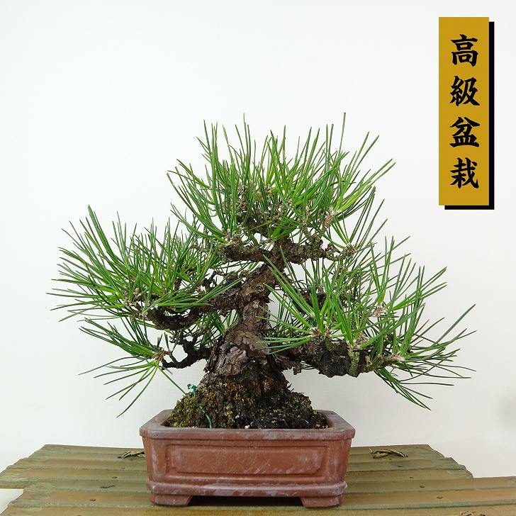 楽天市場】盆栽 松 黒松 樹高 約17cm くろまつ 高級盆栽 Pinus