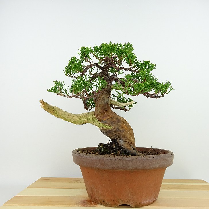 楽天市場】盆栽 真柏 樹高 約23cm しんぱく Juniperus chinensis