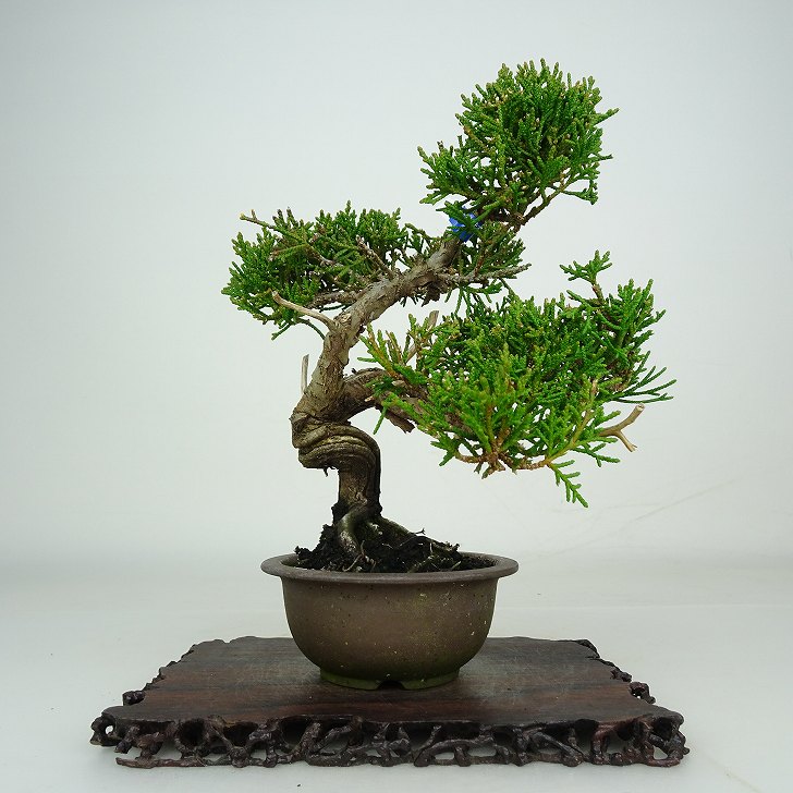 楽天市場】盆栽 真柏 シャリの通販