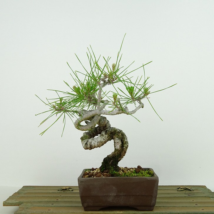 楽天市場】盆栽 松 赤松 樹高 約16cm あかまつ Pinus densiflora
