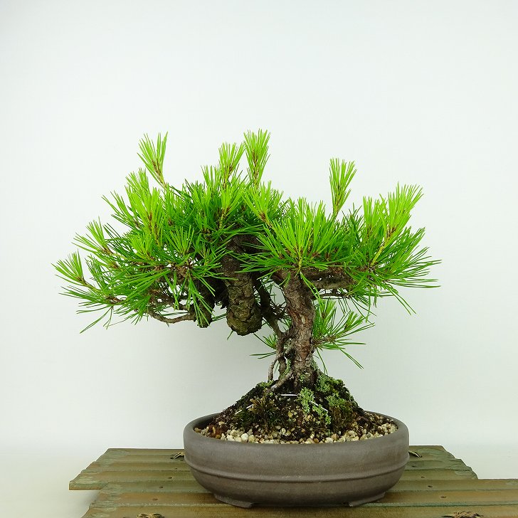 楽天市場】盆栽 松 赤松 樹高 約21cm あかまつ Pinus densiflora