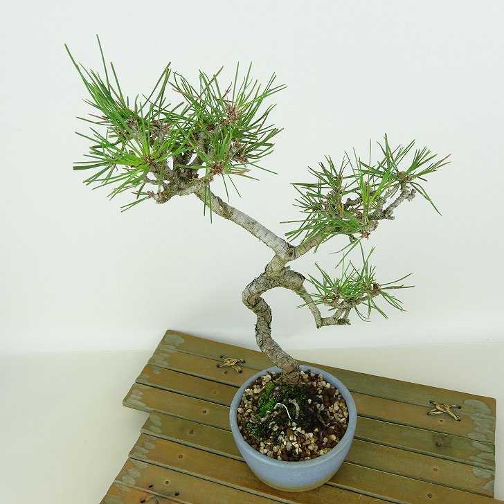 楽天市場】盆栽 松 赤松 樹高 約29cm あかまつ Pinus densiflora