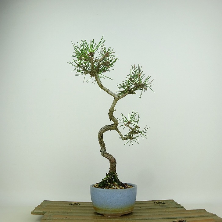 楽天市場】盆栽 松 赤松 樹高 約29cm あかまつ Pinus densiflora