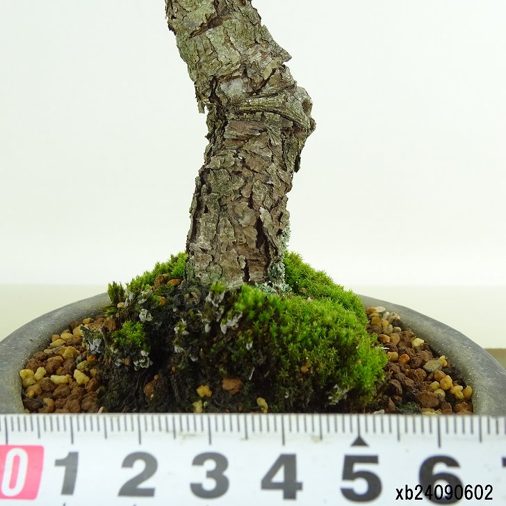 楽天市場】盆栽 松 赤松 樹高 約26cm あかまつ Pinus densiflora