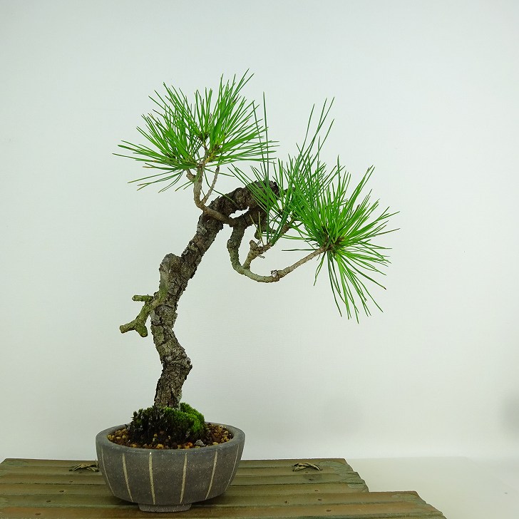 楽天市場】盆栽 松 赤松 樹高 約26cm あかまつ Pinus densiflora
