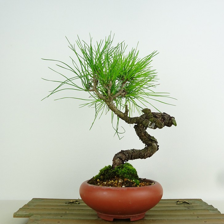 楽天市場】盆栽 松 赤松 樹高 約22cm あかまつ Pinus densiflora
