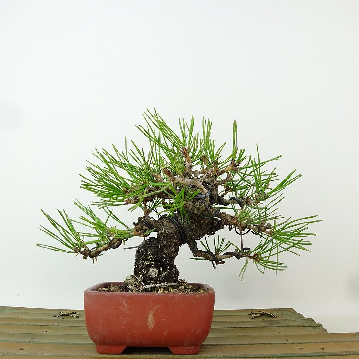 楽天市場】盆栽 松 赤松 樹高 約10cm あかまつ Pinus densiflora
