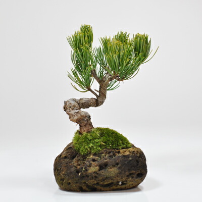 楽天市場】盆栽 松 五葉松 石つき ミニ盆栽 室内 初心者 かっこいい