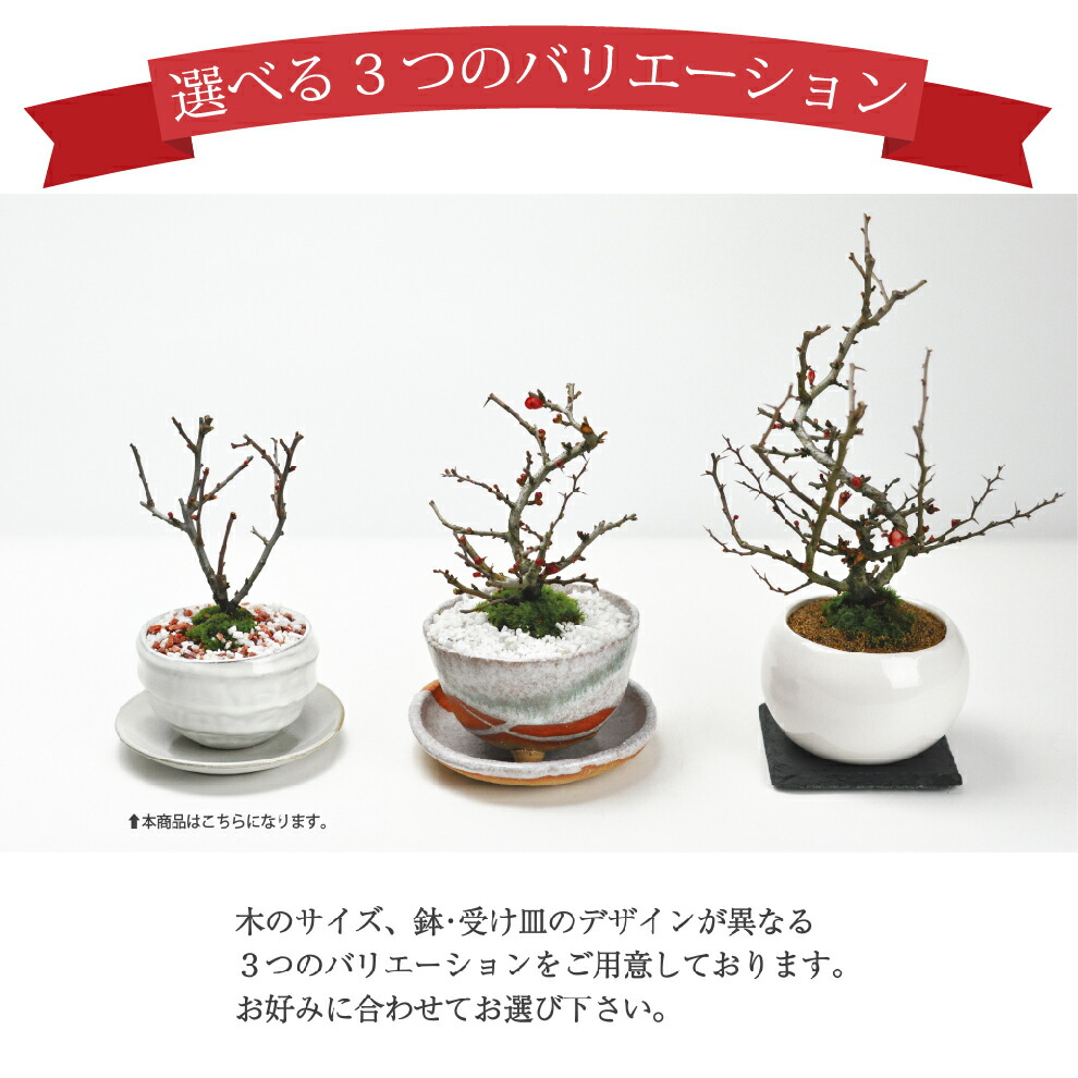 楽天市場】母の日 ミニ盆栽 長寿梅 ちょうじゅばい 信楽焼祝い鉢