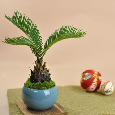 楽天市場】ソテツ 盆栽の通販