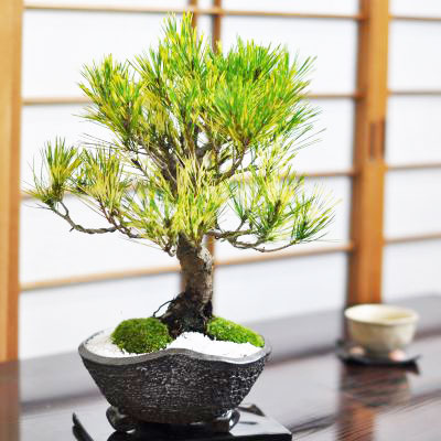 楽天市場】盆栽 松 蛇の目松 ミニ盆栽 小品盆栽 松盆栽 赤松 珍しい