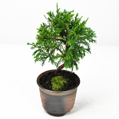 楽天市場】盆栽 真柏 ミニ糸魚川真柏 ミニ盆栽 ミニ 松柏 初心者 室内