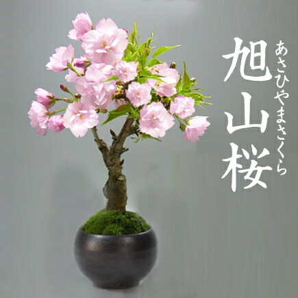 楽天市場】盆栽 桜 ミニ盆栽 一才桜 旭山桜 ミニ桜 桜盆栽 鉢植え 趣味