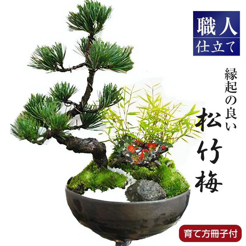 楽天市場】盆栽 モダン 松竹梅 5号 お正月 福 縁起物 植物 松 五葉松