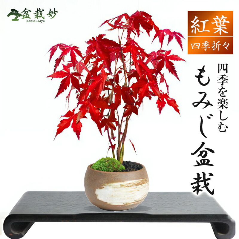 植木 盆栽 山もみじ」の人気商品一覧 | 安い商品を通販サイトから探す