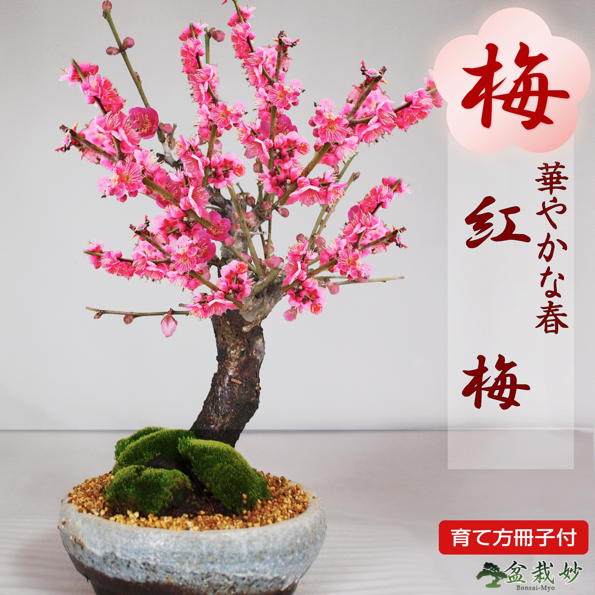 楽天市場】盆栽 梅 紅梅 信楽鉄鉢 ミニ盆栽 小品盆栽 梅盆栽 梅の盆栽