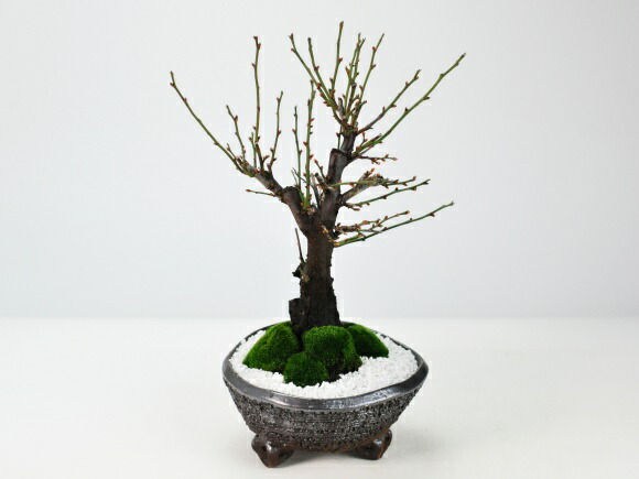 楽天市場】盆栽 野梅 白梅 梅 やばい ギフト プレゼント ラッピング