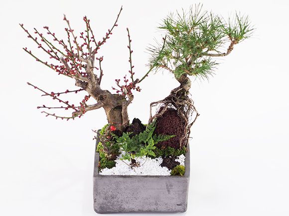 楽天市場】盆栽 松 梅 黒松と紅白梅の寄せ植え 松盆栽 梅盆栽 梅の盆栽