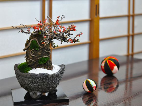 楽天市場】盆栽 石付き 長寿梅 初心者 お祝い 癒やし ミニ フラワー