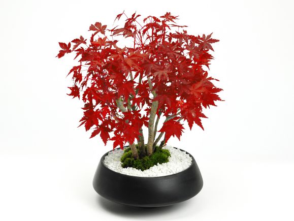 楽天市場】盆栽 もみじ 山もみじの寄せ植え 太幹 モダン モミジ紅葉