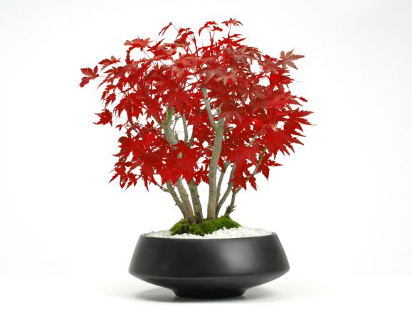 楽天市場】盆栽 もみじ 山もみじの寄せ植え 太幹 モダン モミジ紅葉