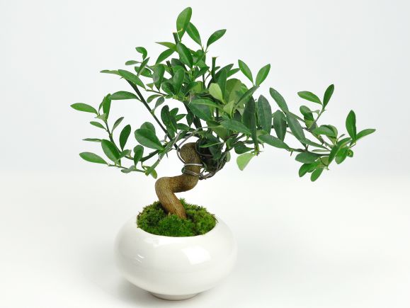 楽天市場】盆栽 キンズ 太幹 曲げ付き ミニ盆栽 きんず 金豆 初心者