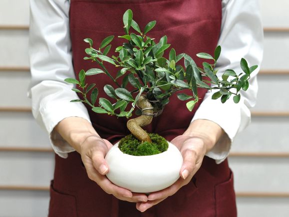 楽天市場】盆栽 キンズ 太幹 曲げ付き ミニ盆栽 きんず 金豆 初心者